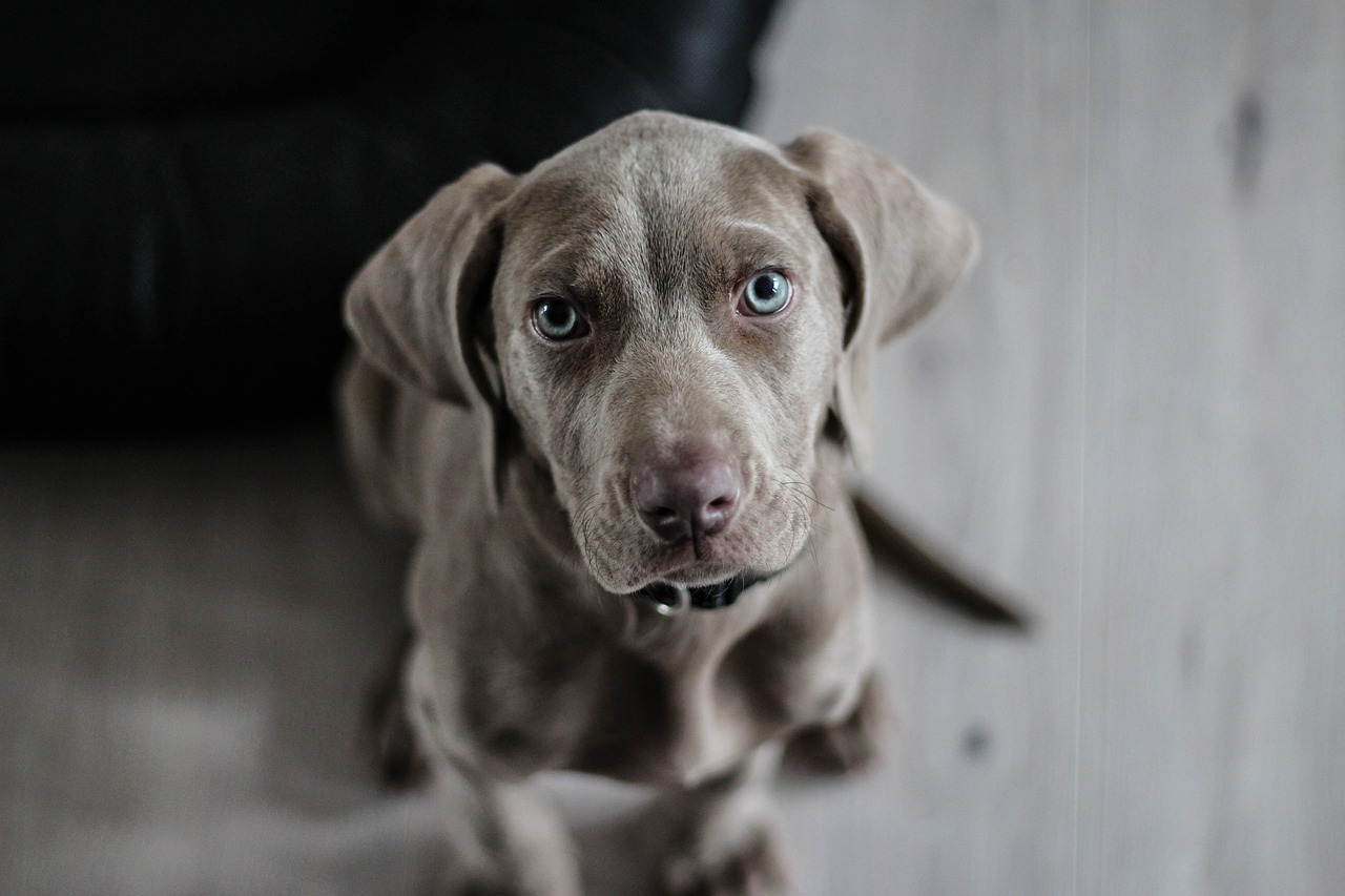 weimaraner, puppy, dog-1381186.jpg