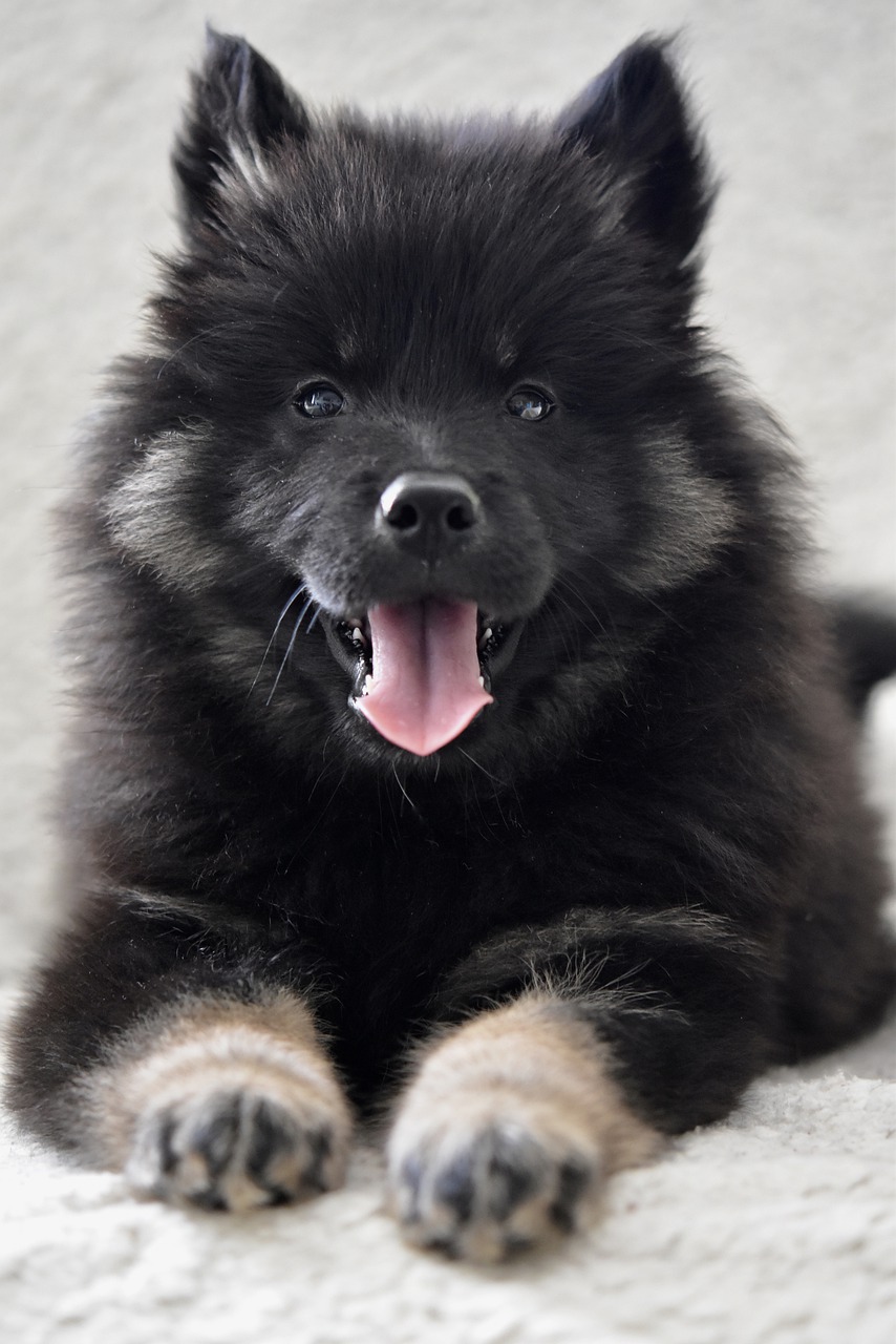 eurasier, puppy, dog-7840747.jpg